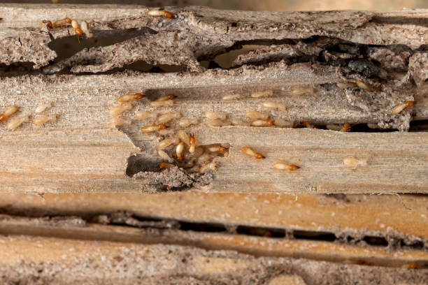 Best Local Pest Control Services  in Cuba, MO