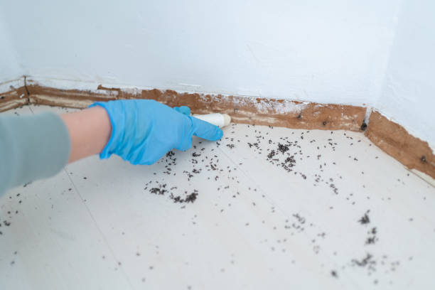 Best Insect Control  in Cuba, MO